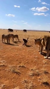 1.3M views · 7.8K reactions | Stick in Hand, Lions Step Back 女 #CrazyWildlife #SavannaLife #NoEdits #RealNature | Nas Ai | Facebook