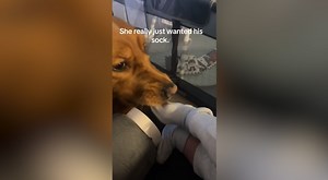 Golden Retriever Pretends To Be Affectionate To Baby, But It's Just A Ploy