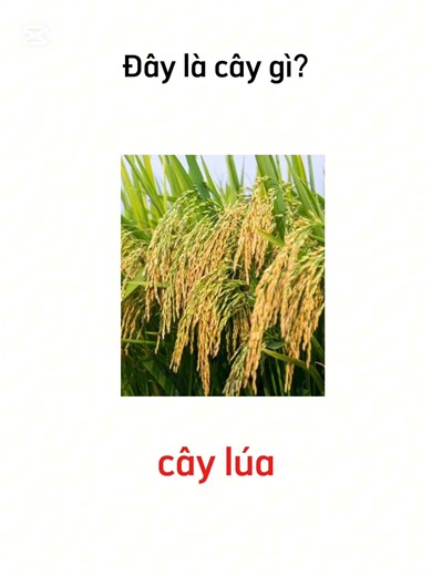 learn Vietnamese: some trees いくつかの木 #ベトナム語 #edu