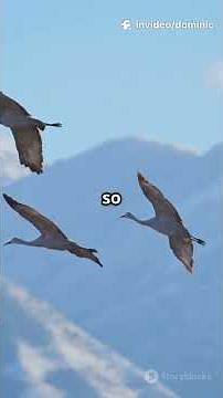 The Majestic Flight of the Common Crane #wildlife #animals #shorts