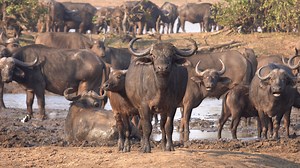 Watch a large herd of Buffalo gather and mud wallow at Sable Dam in Kruger National Park, South Africa. #amazing #wildlife #safari #nature #animals | Wildest Kruger Sightings