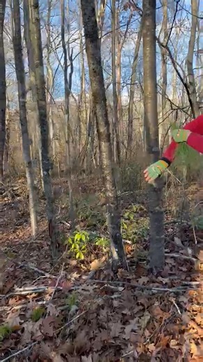 14 reactions | This is why you don't harvest bark from the trunk of a tree #foraging #wildmedicine #harvesting | Amelia South, the No-BS Herbalist | Facebook