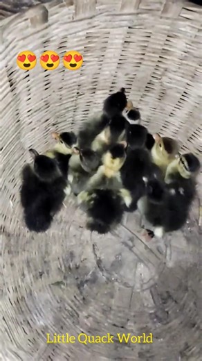Fluffy Yellow Duck Babies in 4K || #shorts #duckling #cuteduck #cutepets #duckvideos #viral