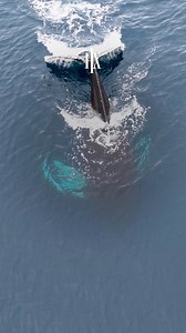 On HX expeditions, we explore Antarctica's extraordinary landscapes, where nature and wildlife humble and inspire in equal measure | HX Expeditions