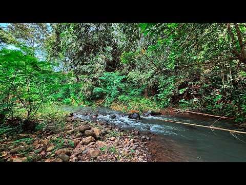 Soothing of River Flow with Peaceful Water Sounds Will Help you Reduce Stress & Embrace Stillness