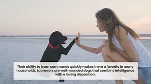 Ranked: The Dog Breeds That Top the Intelligence Scale