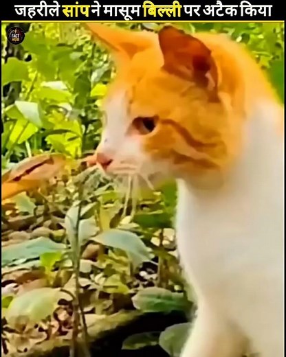 A poisonous snake attacked an innocent cat #facts