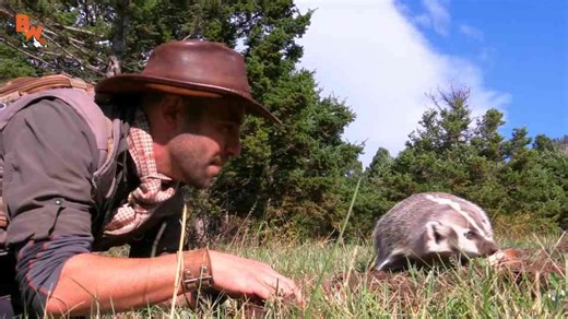 Why this badger is so formidable