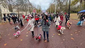 Adorable dogs parade in Christmas jumpers across London