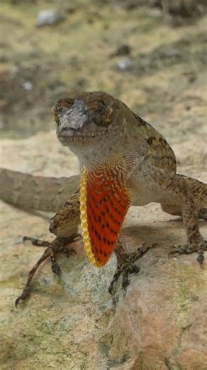 Brown anole (Anolis sagrei) showing off its might 🦎⚡ Soon a full video in my channel 🤘