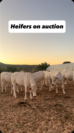 CHIANINA AUCTION: Saturday, 1 Nov. Taking place online via @swiftvee and physically in George, Western Cape. For details on the auction, contact us: 0844084714 | Monti Bianchi Chianina Stud Farm