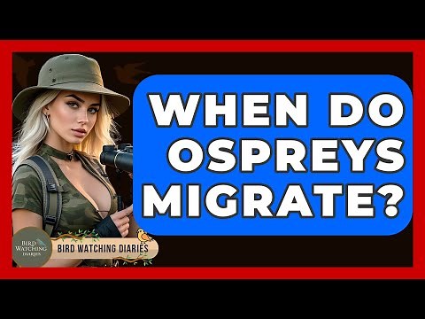 When Do Ospreys Migrate? - Bird Watching Diaries