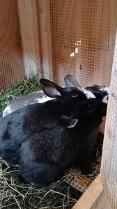 Anne Perreault on Reels