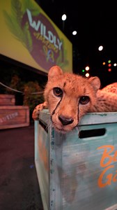 21K views · 711 reactions | Sound on!  It’s a purrrrfect day to see...