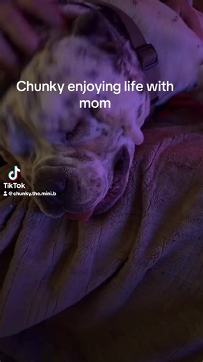 #pocketbully #minibull #americanbulldog #AdoptDontShop #minibully
