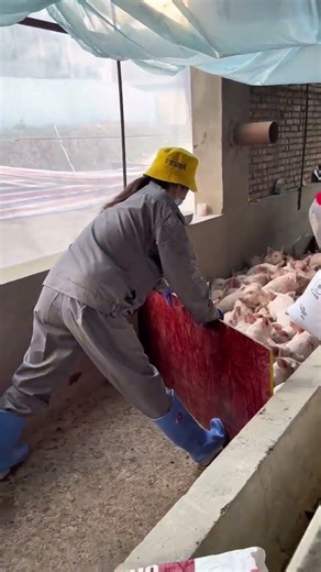 Pig Farmer Safely Loading Pigs into a Truck | Educational Purpose Only