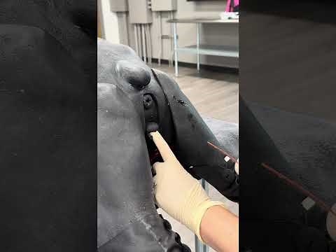 Female dog urinary catheter technique