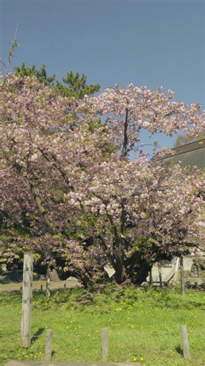 松前さくらまつり2026｜松前城と1万本の桜が彩る北海道屈指の花見名所 #shorts