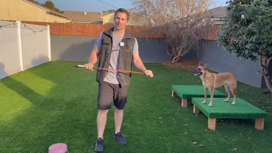 Using the heeling stick to achieve next-level precision in dog training