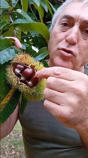 ¡Llega la época de las castañas! 🌰🍂 El castaño 🌰🍂 Castanea sativa