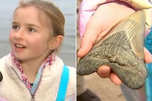 Maryland girl finds Megalodon tooth along Calvert County beach