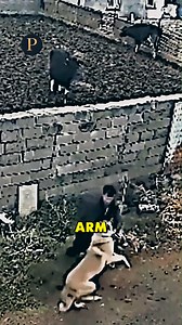 What to Do If a Dog Attacks You #DogSafety #SelfDefense #AnimalSafety#DogAttack #SurvivalTips | Podclipz