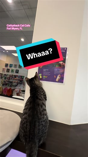 Okay Billie, we get it.. You’re obsessed with the Swampwater Surge made with berry citrus Red Bull, strawberry boba, and a splash of lemonade 💚💜 Only at Cattyshack Cat Cafe in Fort Myers, Florida ☀️