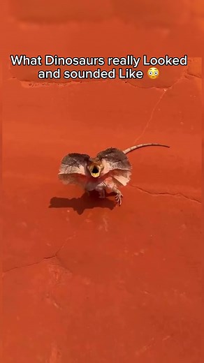 What Dinosaurs really looked and Wonder Like 😳 In this video, we dive into the fascinating world of the Tyrannosaurus rex, one of the most iconic dinosaurs to ever roam the Earth. Using the latest scientific research and technology, we explore what the T-Rex might have truly looked like and the sounds it could have made. #DinosaurSounds #TRexRoar #DinosaurRoar #PrehistoricSounds #DinosaurFacts #JurassicWorld #TRexSound #DinosaurLife #DinosaurEvolution #DinosaurDiscovery #dinosaur