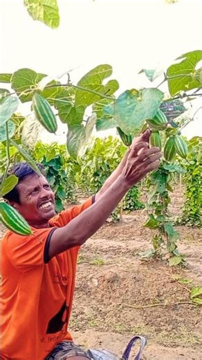 Incredible Pointed Gourd Harvest Scene #shorts