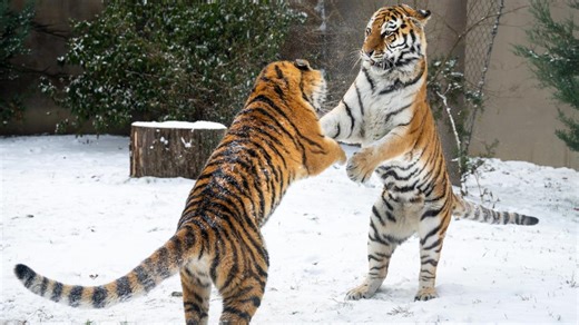 Cleveland Metroparks Zoo announces Winter Wonder Weekends: Here's what to expect