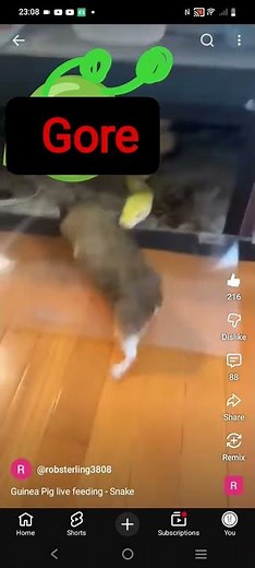 snake eat guinea pig (caught) ‪@natashareese1023‬‪@whackoye‬