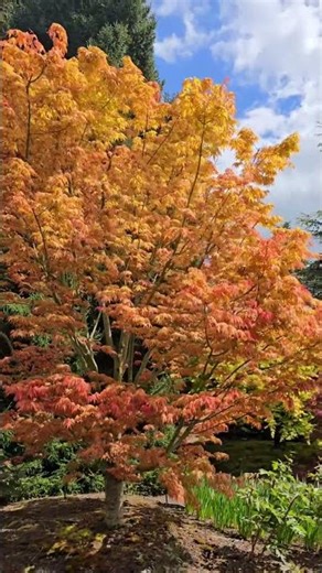 First Flame® Maple spring to fall transition #landscaping #gardendesign #design #maple #oregon