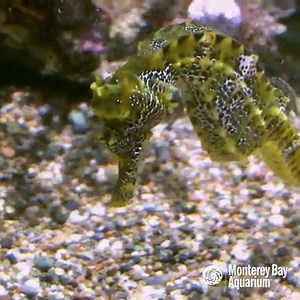 160K views · 3.4K shares | Ready, steady, NOM! Seahorses are syngnathids - meaning "fused jaw." Instead of gulping their food, they attack it with a sudden slurping strike. Follow us for more ocean exploration and discovery! | Monterey Bay Aquarium | Facebook