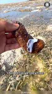 51K views · 858 reactions | Sea Cucumber 勒 Ejects Guts When Scared! | 1 Minute Animals Meet the Sea Cucumber, the master of self-defense in the ocean! When threatened, it pulls off an incredible trick: it ejects its own guts as a diversion tactic! This bizarre yet fascinating creature showcases nature's incredible adaptations. Dive into the world of the Sea Cucumber and discover the secrets of its survival strategy. #seacucumber #seacucumbers #oceancreatures | 1 Minute Animals | Facebook