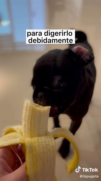 Can Pugs Eat Bananas? Age, Portions & Benefits for Pug Puppies