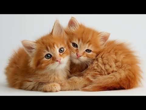 Playlist(cat purring) - Cuddly Cat Moments 🐾💤