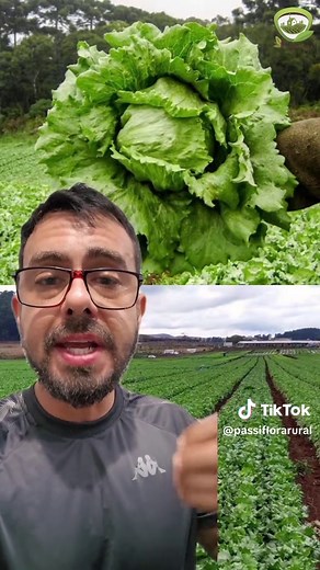 Alface americana: dicas de cultivo para horta e produção