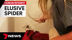 Aussie woman leaves viewers terrified with her attempt to catch spider