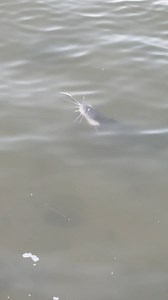 A clear sight of catfish at the river’s | Snakehead Angler Amar