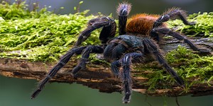 These spiders eat fish - level 2 - News in Levels