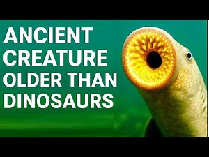 The Lamprey: An Ancient Creature Older Than Dinosaurs lamprey documentary, prehistoric creatures,