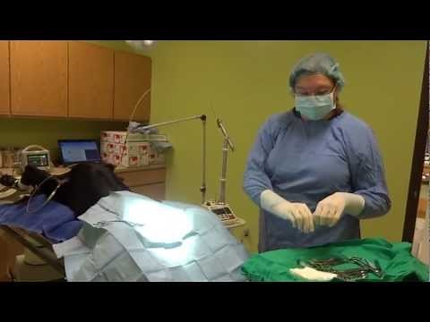 How The Laser Works During a Dog Neuter