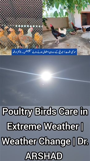 Betaine, Spinach, Electrolytes | Poultry Birds Care in Extreme Weather | Dr. ARSHAD #Betaine #Spinach #Electrolytes #Multivitamins #Minerals #ExtremeWeather #WeatherChange #SummerPets #HotWeatherChickensCare #HeatStressinPoultry #PetBirdsSummerCare #SickPetCare #GuineaFowl #Goose #BackyardPoultry #BackyardChickens #BackyardPets #CommercialPoultry #Turkeys #Pheasant #Hen #Cockerel #Quail #Leghorn #Broiler #Brahma #Araucana #Pigeon #Duck #Peafowl #Veterinarian #Poultry #PetsandAnimals #Chickens #L