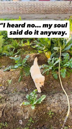 Murphy's Flurries - the Golden Tales on Instagram: "No means yes if you’re confident enough . . . . . #fyp #puppy #dogsofinstagram #doglife #goldenretriever"