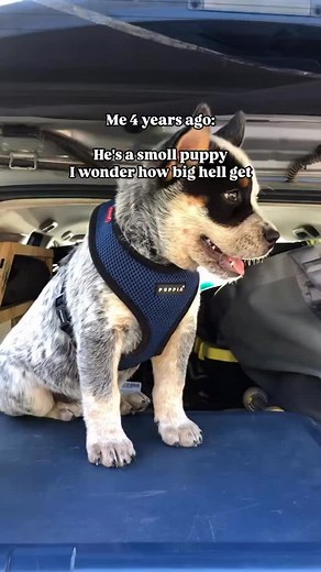 From a smol puppy to a 55 lb chonk of muscle. Our big boy @apollointhewild // | Apollo in the Wild