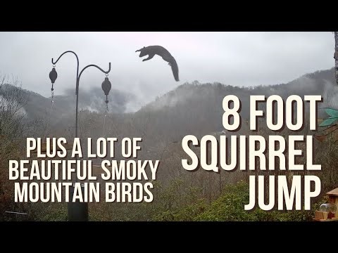 Wild Squirrel Makes an 8-Foot Jump at Our Bird Feeder