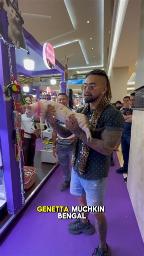 Audrey a | Liat guys kucing cebol genetta muchkin bengal, lucu banget kalo lagi jalan @maxieventorganizer @kotakasablanka | Instagram