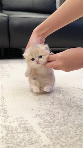【OMGGG】My cat is being literally SO dramatic today?! 😭 Way too cute to handle!! 🐾✨