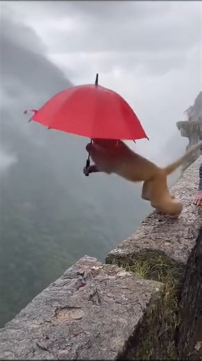 Ajin Joseph | Monkey Flies Off With Umbrella Near Cliff — Unbelievable Moment 😱🐒☂️ In a side-splitting viral video, tourists near a cliffside in India... | Instagram