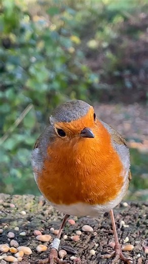 Gorgeous 🤩 #mycutefriendrobin #robinredbreast #cutebird #dailybirdpix #birdreels #birdvideo #robinbird #kızılgerdan #birdwhisperer #animalwhisperer #myfriendrobin #smallbird #gardenbirdsuk #friendlybird #friendlyrobin #feedingbird #gardenbird #wwtlondon #passion_4_living_photos #iphonevideography #phonephotograpy #your_wildlife #myfriendrobin #conkernaturemagazine #wildbird #birdinnature #beautifulbird #animalwisdom #birdlover #robinlovers | Sevim Demir